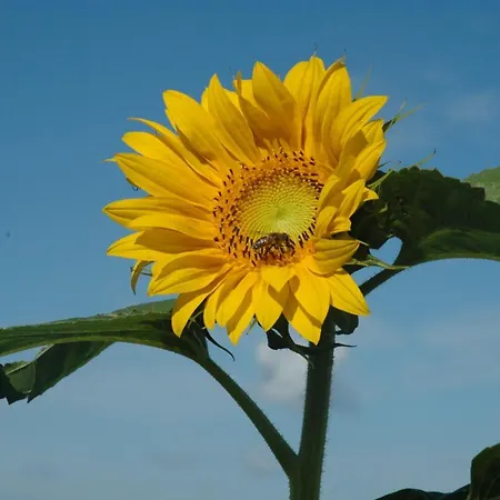 Zur Burg Sternberg فندق