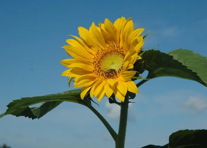Zur Burg Sternberg Отель